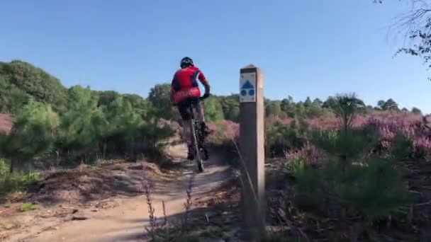Dwóch Kolesi Jeżdżących Rowerze Górskim Przez Kwitnące Wrzosy Parku Narodowym — Wideo stockowe