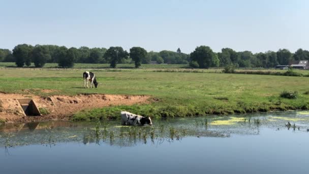 Vache Mangeant Herbe Dans Une Rivière Par Une Chaude Journée — Video