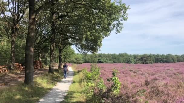 Muž Procházející Rozkvetlým Vřesovištěm Přírodní Rezervaci Zwarte Dennen Overijssel Nizozemsko — Stock video