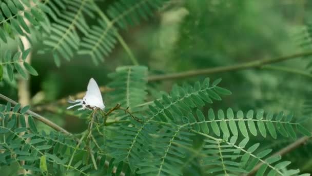 Borboleta Branca Uma Planta Luang Prabang Laos — Vídeo de Stock