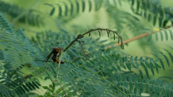 Gran Avispa Una Planta Luang Prabang Laos — Vídeos de Stock