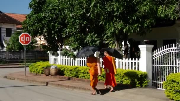 Monks Umbrella Walking Streets Luang Prabang — Stock Video