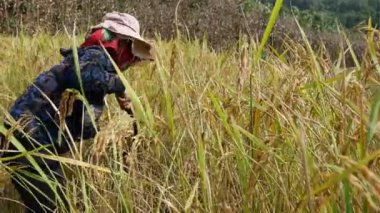 Laos 'ta pirinç tarlasında pirinç kesen bir kadın.