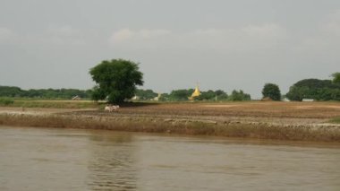 Ayeyarwady nehrindeki çiftçi ve pagoda, Myanmar, Burma