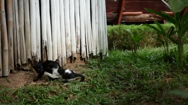 Gatos Peleando Entre Luang Prabang Laos — Vídeo de stock