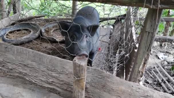 Porco Uma Fazenda Laos — Vídeo de Stock