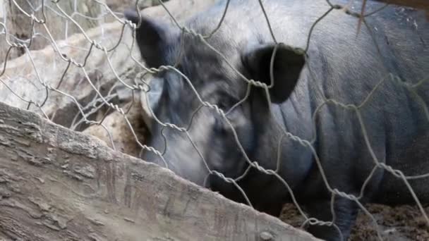 Gros plan d'un cochon dans une ferme au Laos