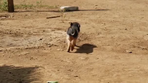 Bébé cochon marchant dans un village du Laos