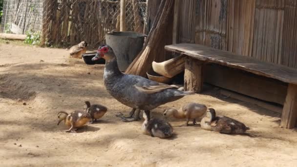 Madre Con Anatre Villaggio Del Laos — Video Stock