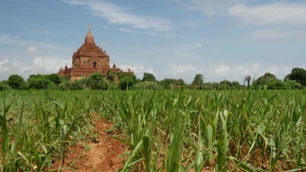 Pagode Templo Sulamani Bagan Mianmar Birmânia — Vídeo de Stock