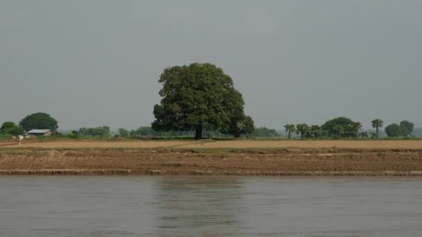 Árvore Grande Rio Ayeyarwady Mianmar Birmânia — Vídeo de Stock