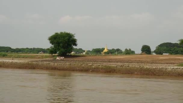 Agricultor Pagode Rio Ayeyarwady Mianmar Birmânia — Vídeo de Stock