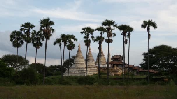 缅甸巴甘棕榈树后面的白色Pagodas — 图库视频影像