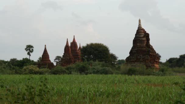 Pagodas Landschap Bagan Myanmar Birma — Stockvideo