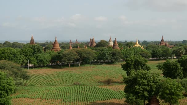 미얀마 방아의 — 비디오