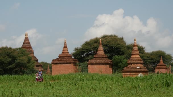 在缅甸巴甘 一辆电动自行车经过的Pagodas景观 — 图库视频影像