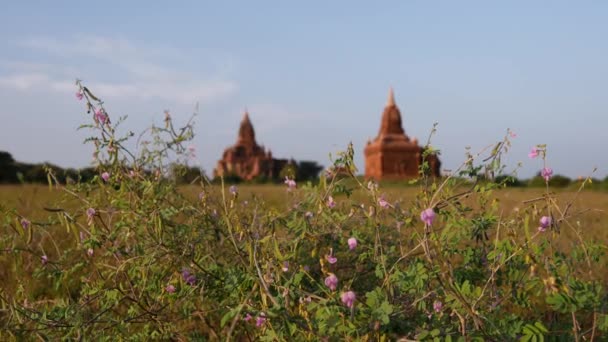 Fioletowy Kwiat Przed Pagodami Bagan Myanmar Birma — Wideo stockowe