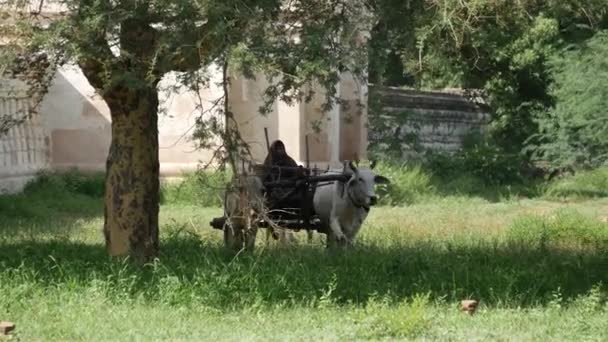 Agricultor Con Vacas Bagan Myanmar Birmania — Vídeos de Stock