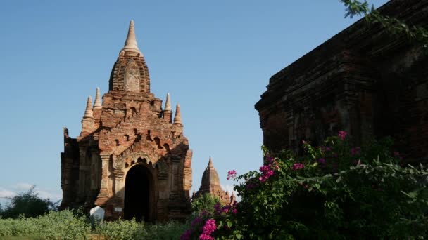 Floare Roz Fața Unui Templu Din Bagan Myanmar Birmania — Videoclip de stoc