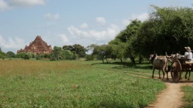 İnekleri ve arabaları olan çiftçiler Bagan, Myanmar, Burma 'daki Dhammayan Gyi Tapınağına doğru gidiyorlar.