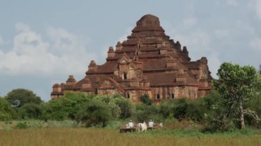 İnekleri ve arabaları olan çiftçiler Bagan, Myanmar, Burma 'daki Dhammayan Gyi Tapınağına doğru gidiyorlar.