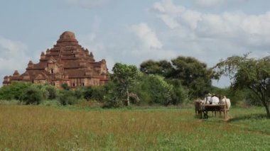 İnekleri ve arabaları olan çiftçiler Bagan, Myanmar, Burma 'daki Dhammayan Gyi Tapınağına doğru gidiyorlar.