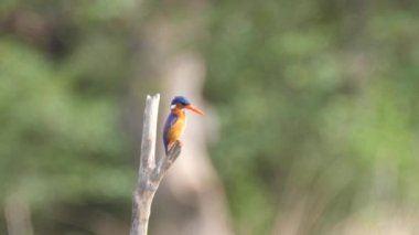 Bao Bolong Wetland 'da bir şubede Kingfisher. Gambiya, Afrika' da bir ulusal park.