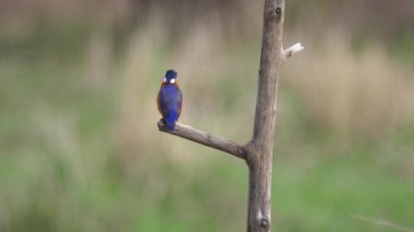 Bao Bolong Wetland 'da bir şubede Kingfisher. Gambiya, Afrika' da bir ulusal park.