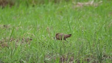 Bao Bolong Wetland 'da Afrikalı bir Jacana Gambiya, Afrika' da bir Ulusal Park