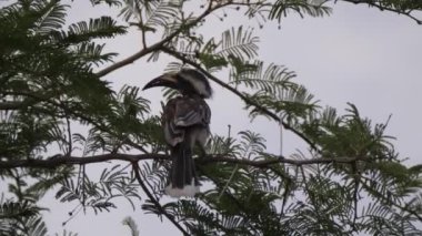 Afrika Gri Boynuzu, Bao Bolong Wetland Reserve 'deki bir ağaçta. Gambiya, Afrika' da bir ulusal park.
