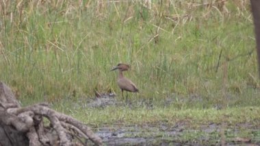 Kahi Badi Orman Parkı 'nda uçan hamerkop kuşu Gambiya, Afrika' da bir orman parkı.