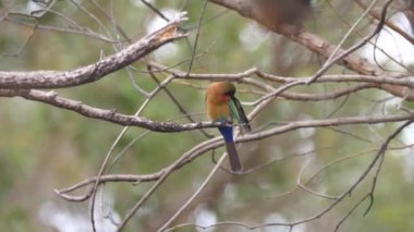 Kahi Badi Orman Parkı 'nda bir dalda arı yiyen Gambiya, Afrika' da bir orman parkı.