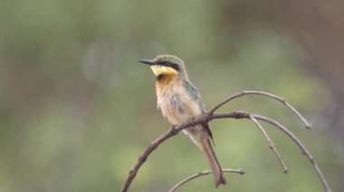 Kahi Badi Orman Parkı 'nda bir dal üzerinde küçük bir arı yiyici Gambiya, Afrika' da bir orman parkı.