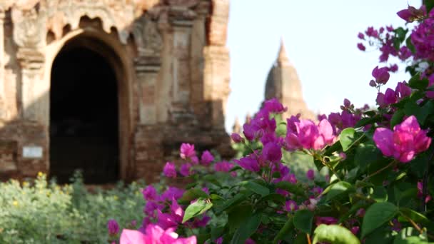Różowy Kwiat Przed Świątynią Pagodą Bagan Myanmar Birma — Wideo stockowe