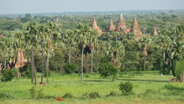 Krajobraz Pagody Palmami Bagan Myanmar Birma — Wideo stockowe