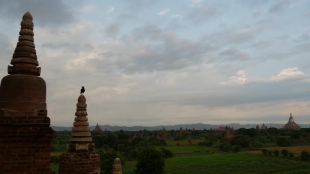 Pagodenlandschaft Bagan Mit Einem Vogel Myanmar Burma — Stockvideo