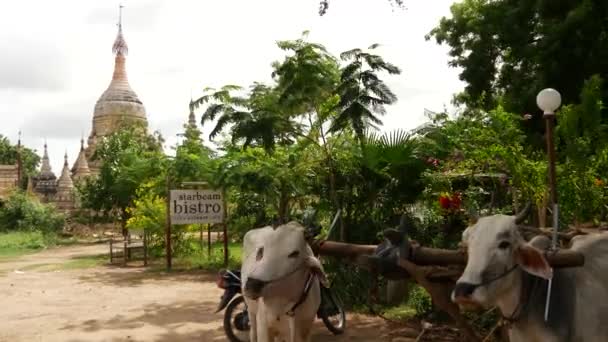 Krowy Stojące Blisko Pagody Bagan Myanmar Birma — Wideo stockowe