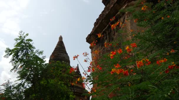 ミャンマー バガンのパゴダの前のオレンジの花 — ストック動画