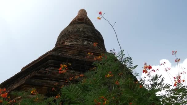 Flores Naranjas Frente Una Pagoda Bagan Myanmar Birmania — Vídeo de stock