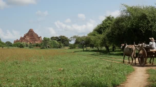 Agricultores Com Vacas Carruagem Dirigindo Para Dhammayan Gyi Temple Bagan — Vídeo de Stock