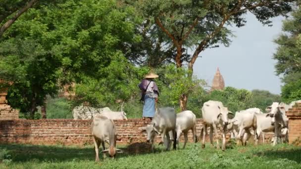 Fermier avec vaches blanches autour des pagodes à Bagan, Myanmar, Birmanie