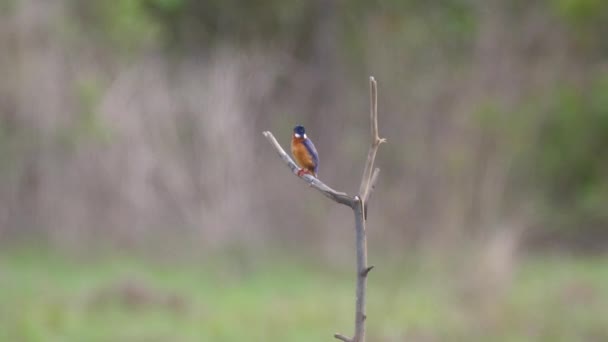 Kingfisher Uma Filial Bao Bolong Wetland Reserve Parque Nacional Gâmbia — Vídeo de Stock