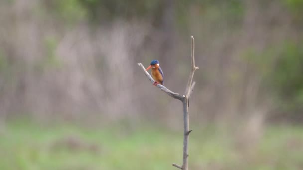 Kingfisher Captura Peixe Bao Bolong Wetland Reserve Parque Nacional Gâmbia — Vídeo de Stock