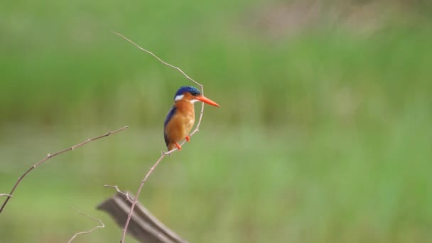 Eisvogel Auf Einem Zweig Bao Bolong Wetland Reserve Einem Nationalpark — Stockvideo