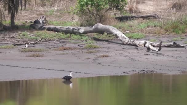 非洲鱼鹰在非洲冈比亚的一个国家公园 清西国家公园的池塘里喝水 — 图库视频影像