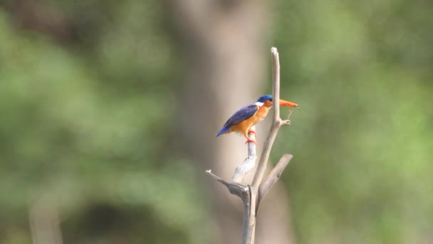 バオボロン湿地保護区で魚を捕まえるカワセミアフリカのガンビアにある国立公園 — ストック動画