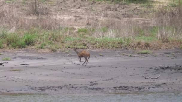 Deer Éloigne Étang Parc National Kiang West Parc National Gambie — Video