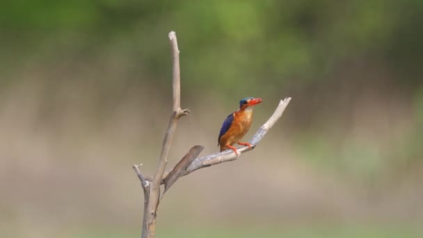 Kingfisher Captura Peixe Bao Bolong Wetland Reserve Parque Nacional Gâmbia — Vídeo de Stock