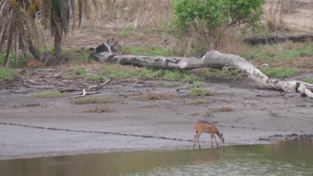 Deer Drinks Water Pond Kiang West National Park National Park — Stock Video