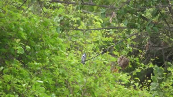 Pied Kingfisher Branch Bao Bolong Wetland Reserve National Park Gambia — Stock Video